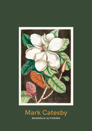 Botanical illustration of a laurel tree with white flowers and green leaves, by Mark Catesby.