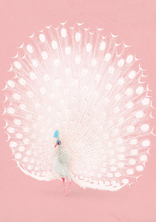 Pink peacock by Ohara Koson poster