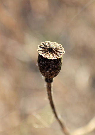 Macro photograph of a dried poppy seed head against a soft brown and beige background.