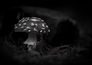 Veneno by Guido Lucker - black and white photograph of a fly agaric mushroom among pine needles in the dark