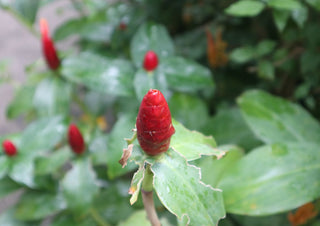 Costus by Elefteria - a red cone-shaped costus bud among wet green leaves