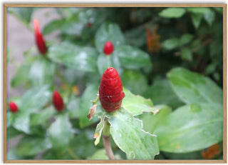 Costus - Elefteria