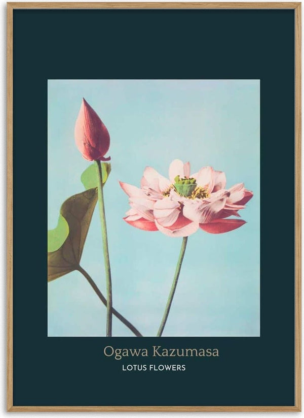 Japanese art print of blooming pink lotus flower and bud, titled "Lotus Flowers" by Ogawa Kazumasa.