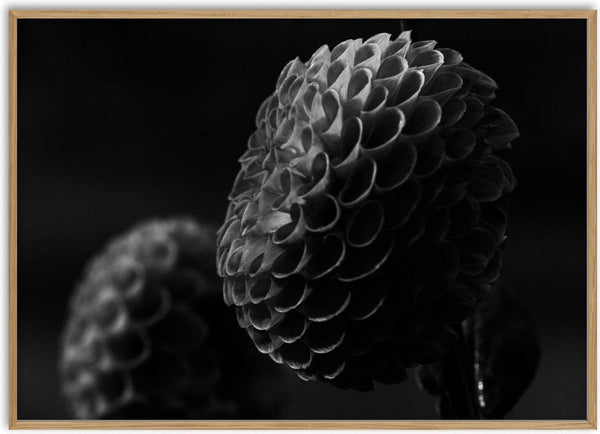 Lunar Bloom II by Guido Lucker - two dahlias emerging from deep shadow in a black and white photograph