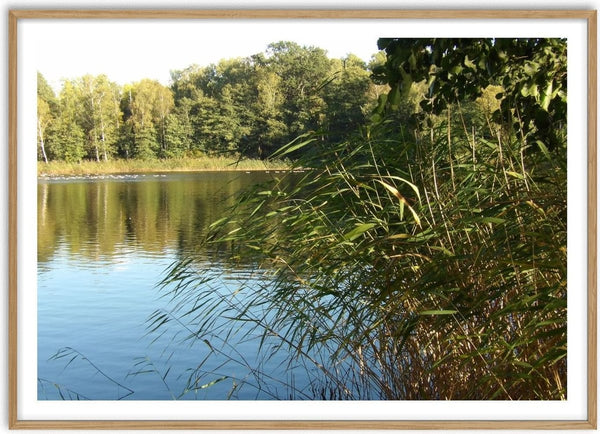Sommar skuggan by Ljilja Marinic - reeds leaning across a still lake with birch woods on the far shore