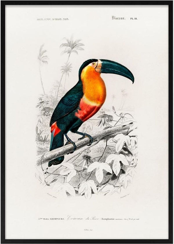 Illustration of a toucan with an orange chest on a branch, by Charles Dessalines Plakat.